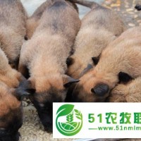 江西共青城市销售肉狗养殖场市场, 肉狗养殖厂家