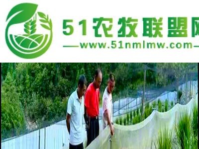 浙江嘉兴九嘉青蛙苗预售中图1
