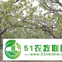 淄博樱桃采摘