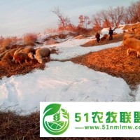 同江纯种绵羊养殖场 长期供货 佳木斯绵羊价格一头