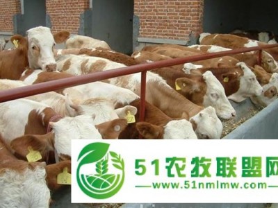 育肥牛犊哪个品种比较好图1