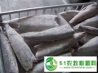 上海冷冻鱼进口代理报关公司图1