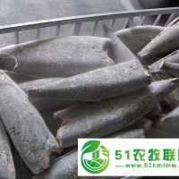 上海冷冻鱼进口代理报关公司