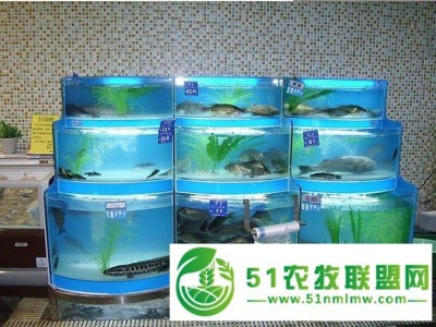 养殖鱼池怎么做，石斑鱼鱼池定做，海水鱼要制冷吗，海水玻璃鱼池怎么制冷图1