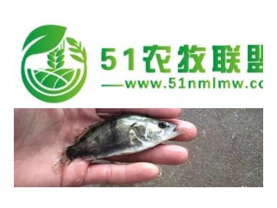 湖南桂花鱼苗养殖基地，桂花鱼苗批发图1