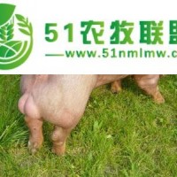 沈阳丹系种猪养殖，沈阳丹系种猪供应