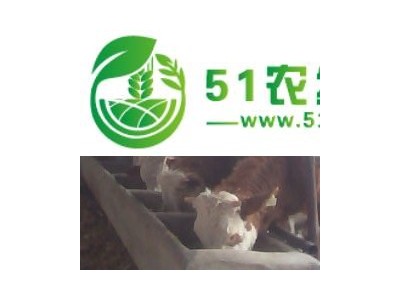 利木赞牛出售图1