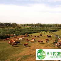 出售内蒙古肉牛种牛各种品种 牛场位于河北省承德手棋盘山,可**买牛 欢迎您的咨询
