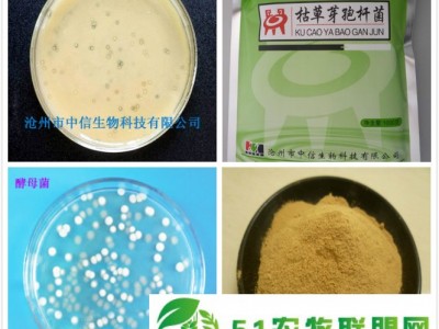 供应微生物饲料添加剂 有益活菌 调节肠道有益菌 健康促长 水体改良图1