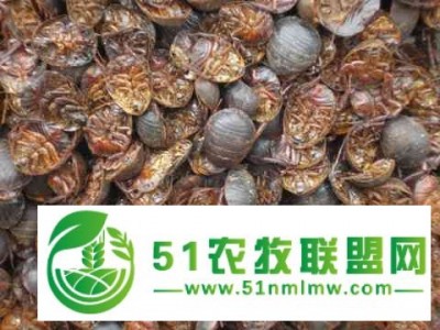 怎样辨别真假土元养殖公司图1