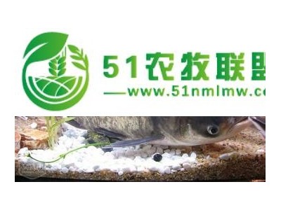 1斤以上花鲢鱼苗湖北汈汊大量供应管送保成活图1