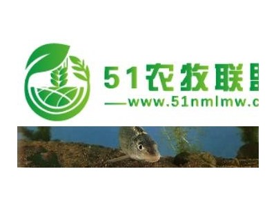 虫虫鱼图1