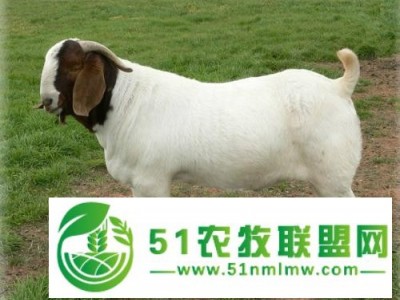 南非波尔山羊图1
