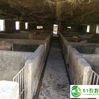 龙江县养猪场价格