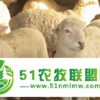 黑龙江穆棱市绵羊养殖中心 大型绵羊供货商