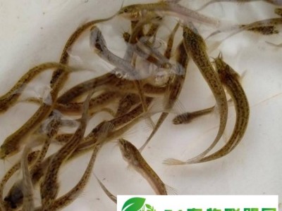 泥鳅养殖-泥鳅养殖失败症结分析-渝长水产养殖场图1
