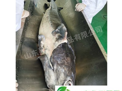 鲟鱼肉价格【鲟鱼肉批发】鲟鱼肉供应||鲟鱼肉厂家图1
