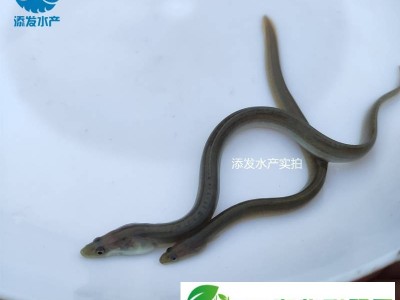 白鳝鱼苗批发** 成活率河鳗鱼苗 **鳗鱼苗**图1