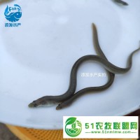 白鳝鱼苗批发** 成活率河鳗鱼苗 **鳗鱼苗**