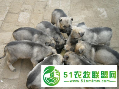 梧州供应改良肉狗基地图1