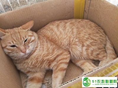 山东宠物猫猫血浆嘉祥永八养殖场科研可定制图1