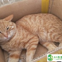 山东宠物猫猫血浆嘉祥永八养殖场科研可定制