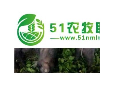 丹阳年猪预定,南通 年猪是什么猪,延陵百草园桑叶香图1