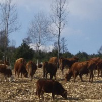 厂家**肉牛养殖基地 绿色养殖肉牛 珲春肉牛价格