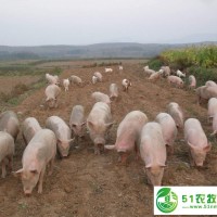 黑龙江养殖厂供应瘦肉猪 牡丹江厂家**散养运动瘦肉猪 营养富硒猪肉