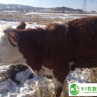 黑龙江大型牛养殖厂*养牛技术 东北**粮食饲养肉牛