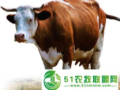 林口县养殖*户亲传身教，西门达尔牛中牛养殖要点图1