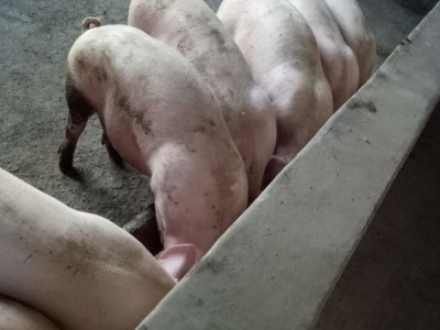 重庆乡士堡土猪养殖技术--| 重庆綦江区土猪养殖场图1