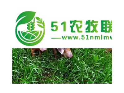 荷兰猪图1