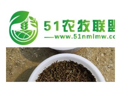 长沙泥鳅养殖基地，泥鳅种苗价格图1