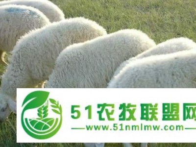 内蒙古四子王旗母羊公羊的饲养管理图1