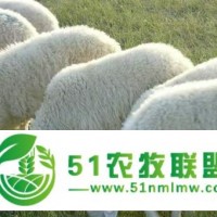 内蒙古四子王旗母羊公羊的饲养管理