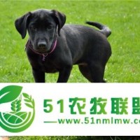 南京拉布拉多,南京拉布拉多幼犬,宠享家宠物商贸