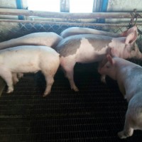 鸡东有机生态肉猪 农家肉猪养殖出售