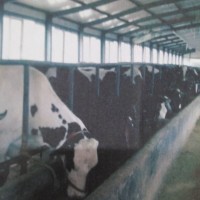 黑龙江克东当地鲜奶纯奶出售 克东原产地营养鲜奶货源