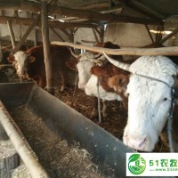 木兰大型养牛基地较好的肉牛品种 哈尔滨纯种绿色健康肉牛货源 您身边的肉