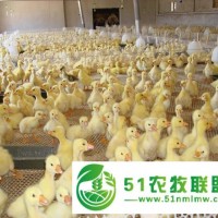 塑料养鸡网/扬博塑料平网厂