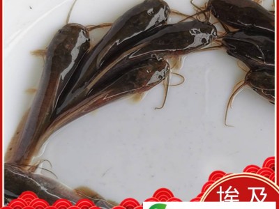 【养殖场**】埃及胡子鲶鱼苗 埃及塘鲺鱼苗批发 革胡子鲶鱼类 包活发货图1