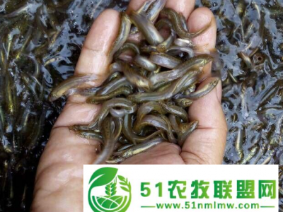 湖北渔添下水产有限公司_渔添下10号泥鳅介绍图1