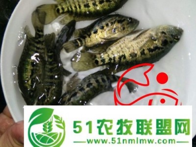 宿州淡水石斑鱼苗价格 石斑鱼淡水苗图1