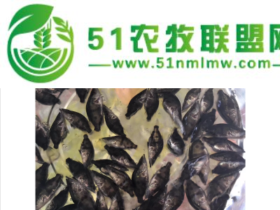 原蓝优选鲜活桂花鱼苗_农业养殖淡水桂花鱼苗价格图1