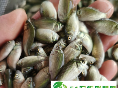 水花鱼苗 养殖淡水鱼苗 广东鲢鱼 鳙鱼 鲫鱼 罗非等图1