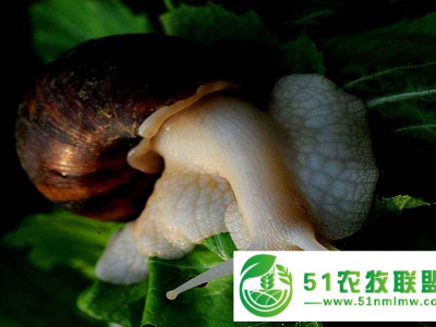 蜗牛养殖蜗牛养殖靠谱吗？图1