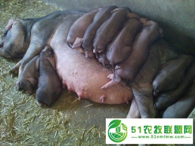 梅山母猪养殖场家图1