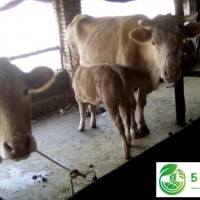丹东市肉食牛养殖，丹东市肉食牛价格