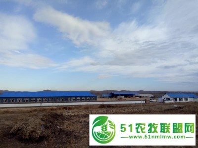 兴安盟肉牛养殖 兴安盟肥牛养殖图1